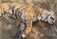 बांधवगढ़ टाइगर रिजर्व में मृत पाये गए नर बाघ का हुआ पोस्टमॉर्टम