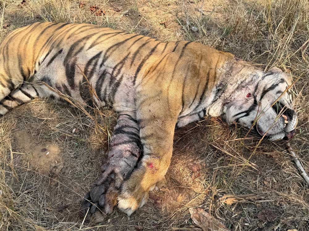 बांधवगढ़ टाइगर रिजर्व में मृत पाये गए नर बाघ का हुआ पोस्टमॉर्टम बांधवगढ़ टाइगर रिजर्व में मृत पाये गए नर बाघ का हुआ पोस्टमॉर्टम