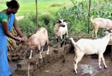 धमतरी का भटगांव बनेगा इनोवेशन हब