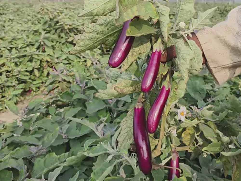 कृषि में नवाचार की मिसाल- ग्राफ्टेड बैगन की खेती से लाखों की आय अर्जित कर रहे कृषक नवीन कृषि में नवाचार की मिसाल- ग्राफ्टेड बैगन की खेती से लाखों की आय अर्जित कर रहे कृषक नवीन