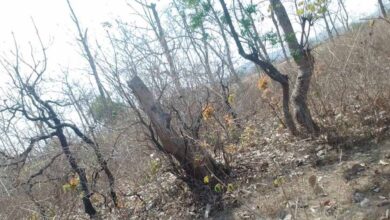 116 एकड़ जंगल पर चला कुल्हाड़ा, रेवाडीह में बेशकीमती पेड़ों की कटाई से हड़कंप