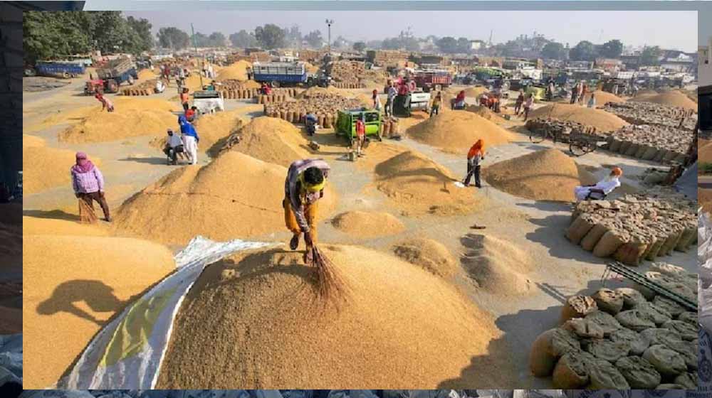 मंडियों में धान की रिकॉर्डतोड़ आवक, पिछले साल के आंकड़े हुए ध्वस्त मंडियों में धान की रिकॉर्डतोड़ आवक, पिछले साल के आंकड़े हुए ध्वस्त