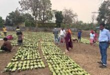 तेंदूपत्ता लक्ष्य पर प्रशासन सख्त: वन अधिकारियों ने फड़ों का किया औचक निरीक्षण