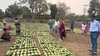 तेंदूपत्ता लक्ष्य पर प्रशासन सख्त: वन अधिकारियों ने फड़ों का किया औचक निरीक्षण तेंदूपत्ता लक्ष्य पर प्रशासन सख्त: वन अधिकारियों ने फड़ों का किया औचक निरीक्षण