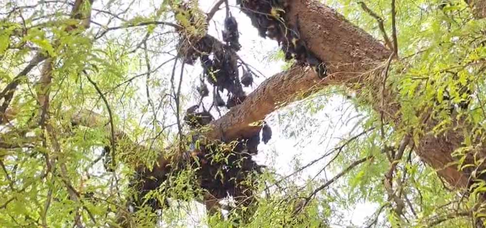 छत्तीसगढ़ में गर्मी का कहर, हीट स्ट्रोक से 500 से ज्यादा चमगादड़ों की मौत छत्तीसगढ़ में गर्मी का कहर, हीट स्ट्रोक से 500 से ज्यादा चमगादड़ों की मौत