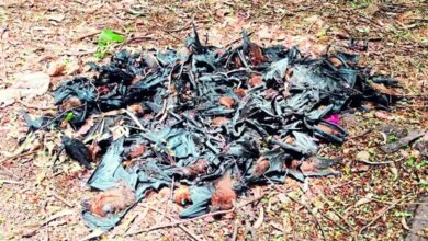 नौतपा की भीषण गर्मी का असर, रोज 500 चमगादड़ों की मौत से मचा हड़कंप