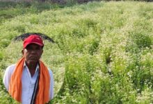 महासमुंद के किसान रतिराम की बदली किस्मत, धनिया की खेती से बढ़ी आमदनी