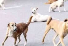 खंडवा में मासूम पर कुत्तों का हमला, 6 डॉग्स ने 50 मीटर तक घसीटा