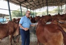 राष्ट्रशक्ति और आर्थिक समृद्धि का नया मॉडल बन रहा गो संरक्षण