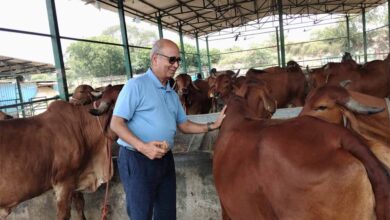 राष्ट्रशक्ति और आर्थिक समृद्धि का नया मॉडल बन रहा गो संरक्षण