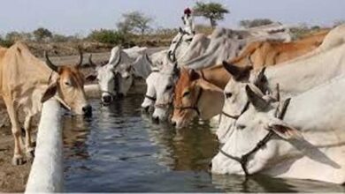 जनभागीदारी से मिलेगा निराश्रित गोवंश को सहारा