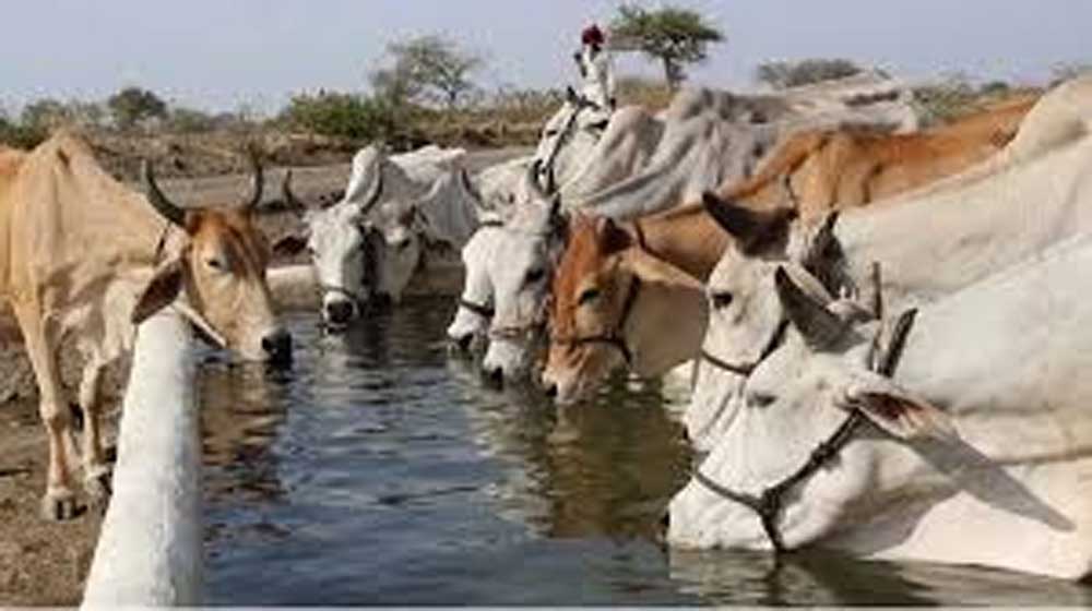जनभागीदारी से मिलेगा निराश्रित गोवंश को सहारा जनभागीदारी से मिलेगा निराश्रित गोवंश को सहारा