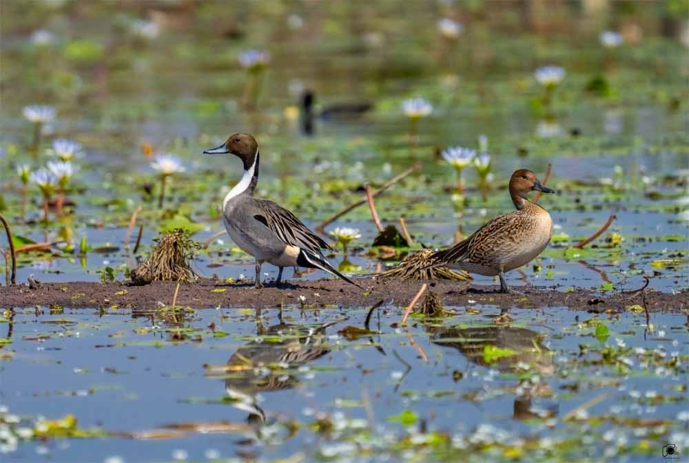 कोपरा जलाशयः छत्तीसगढ़ का पहला रामसर स्थल बना पर्यावरण संरक्षण की मिसाल कोपरा जलाशयः छत्तीसगढ़ का पहला रामसर स्थल बना पर्यावरण संरक्षण की मिसाल