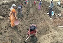 पुष्पराजगढ़में ‘जल गंगा संवर्धन अभियान’ से हो रहा है नहर सुदृढ़ीकरण