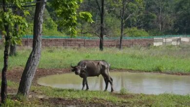 कान्हा में ‘जंगली भैंस’ की वापसी से हो रहा प्रदेश का वन्य वैभव समृद्ध