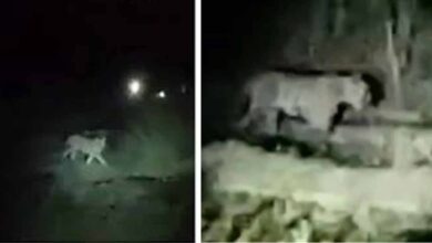 सूखी सेवनिया समेत 7 गांवों में टाइगर का आतंक, 15 दिनों में आधा दर्जन मवेशियों का शिकार