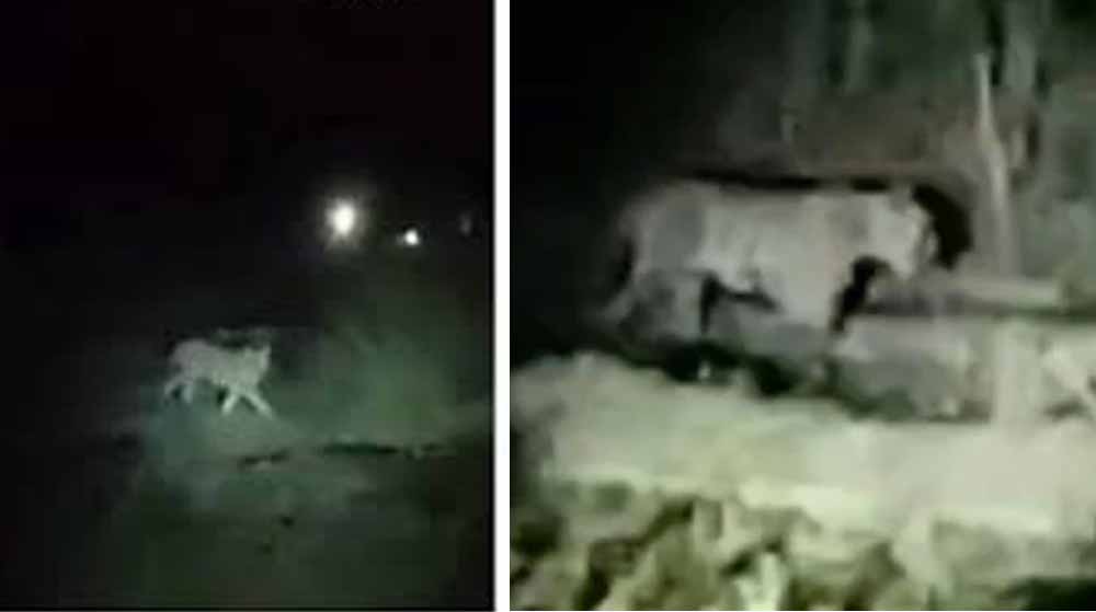 सूखी सेवनिया समेत 7 गांवों में टाइगर का आतंक, 15 दिनों में आधा दर्जन मवेशियों का शिकार