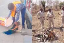 रतलाम में मोर की मौत पर उठे सवाल, बिना पोस्टमार्टम कर दी अंत्येष्टि