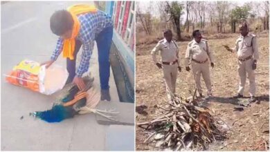 रतलाम में मोर की मौत पर उठे सवाल, बिना पोस्टमार्टम कर दी अंत्येष्टि