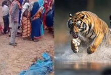 बांधवगढ़ में खूनी बाघ का आतंक! घर में घुसकर महिला को मार डाला, 3 परिजन घायल