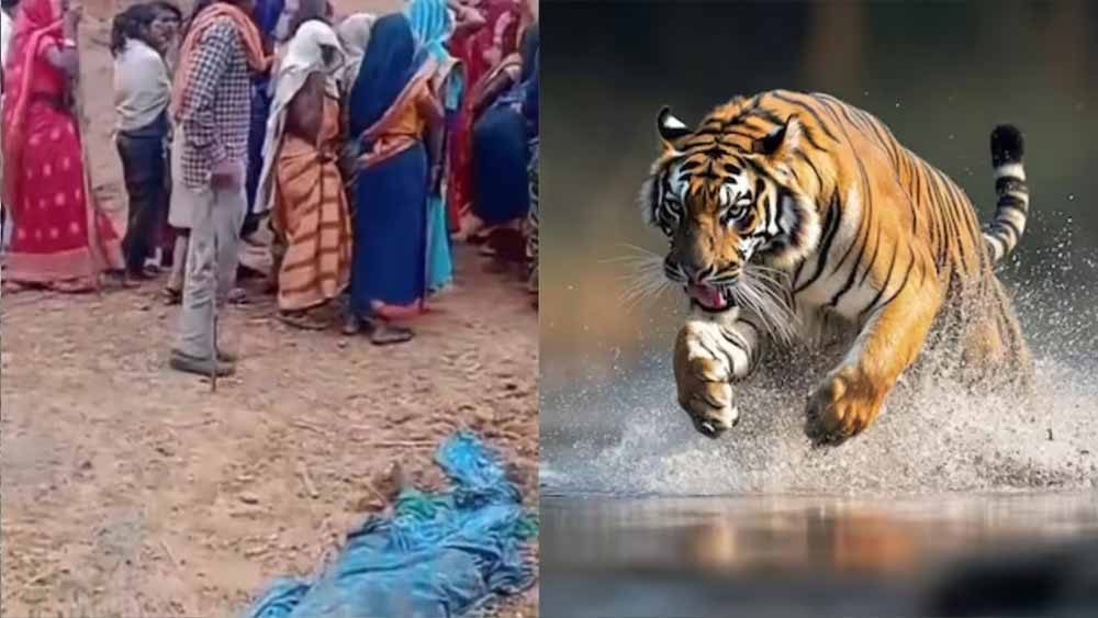 बांधवगढ़ में खूनी बाघ का आतंक! घर में घुसकर महिला को मार डाला, 3 परिजन घायल