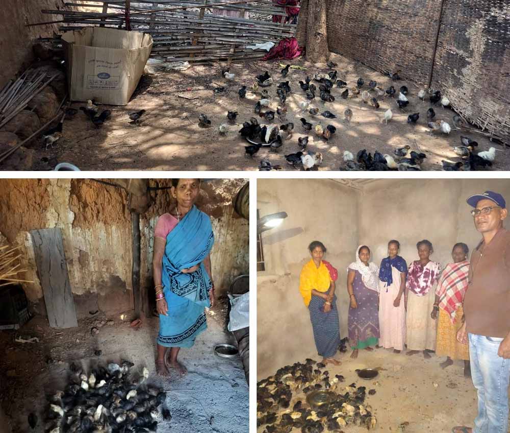 नियद नेल्लानार योजना: कच्चापाल जलप्रपात के पास ‘इन्द्रावती समूह’ की महिलाएँ मुर्गी पालन से लिख रहीं आत्मनिर्भरता की नई इबारत नियद नेल्लानार योजना: कच्चापाल जलप्रपात के पास ‘इन्द्रावती समूह’ की महिलाएँ मुर्गी पालन से लिख रहीं आत्मनिर्भरता की नई इबारत