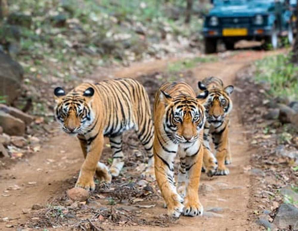 पेंच टाइगर रिजर्व में पेंच एडवांस वार्निंग सिस्टम से होगी वन्यजीव संरक्षण की निगरानी