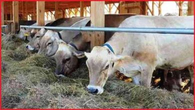 स्वदेशी उन्नत गोवंश से समृद्ध उत्तर प्रदेश बना रही योगी सरकार