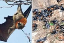 नौतपा की भीषण गर्मी से बालाघाट बेहाल, मलाजखंड में पारा 45 डिग्री पार