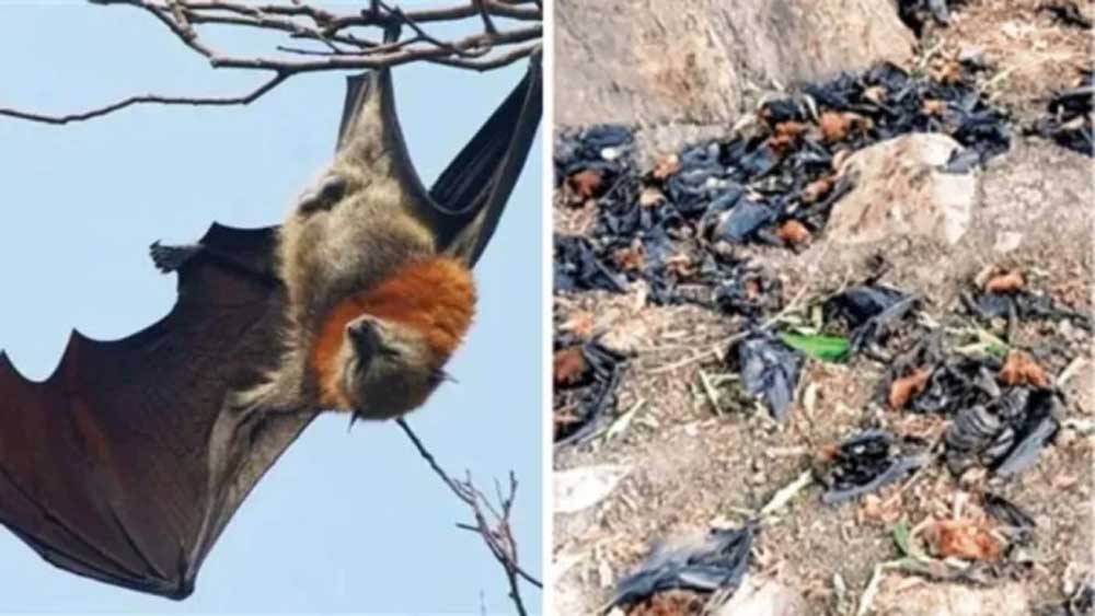 नौतपा की भीषण गर्मी से बालाघाट बेहाल, मलाजखंड में पारा 45 डिग्री पार नौतपा की भीषण गर्मी से बालाघाट बेहाल, मलाजखंड में पारा 45 डिग्री पार