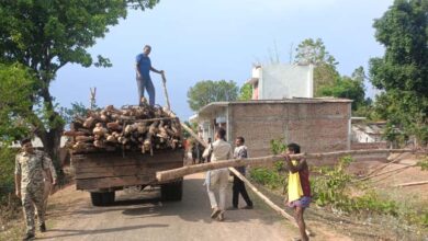 गौरेला क्षेत्र में सागौन की अवैध कटाई पर वन विभाग की बड़ी कार्रवाई