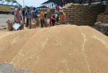 ओमान, यमन, यूएई, कतर, सउदी अरब में मध्यप्रदेश के गेहूँ की बढ़ी साख
