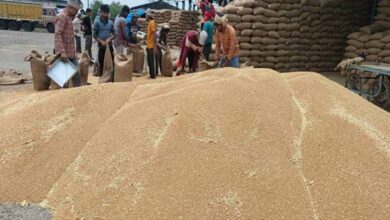 ओमान, यमन, यूएई, कतर, सउदी अरब में मध्यप्रदेश के गेहूँ की बढ़ी साख