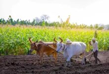 योगी सरकार की किसान हितैषी पहल, अनाज खरीद में रिकॉर्ड भुगतान से जीता भरोसा