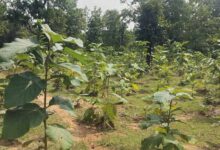 बिलासपुर में वन विकास निगम की हरित क्रांति