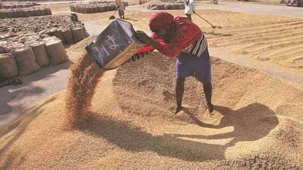 समर्थन मूल्य पर 13.27 लाख किसानों से हुआ 102 लाख मीट्रिक टन गेहूं का उपार्जन समर्थन मूल्य पर 13.27 लाख किसानों से हुआ 102 लाख मीट्रिक टन गेहूं का उपार्जन