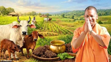 गौ संरक्षण बना यूपी की नई ताकत, योगी सरकार ने ग्रामीण अर्थव्यवस्था को दी जबरदस्त रफ्तार