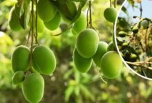 सहारनपुर में सालभर फल देने वाला ‘सदाबहार आम’ बना आकर्षण