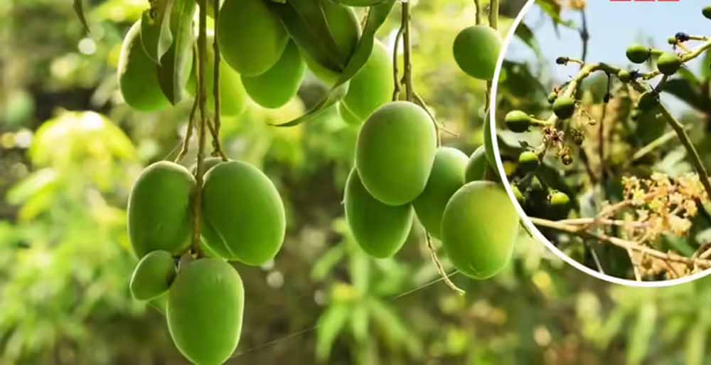 सहारनपुर में सालभर फल देने वाला ‘सदाबहार आम’ बना आकर्षण सहारनपुर में सालभर फल देने वाला ‘सदाबहार आम’ बना आकर्षण