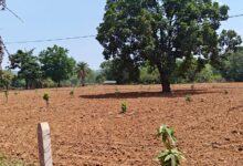 नारायणपुर का मॉडल बना मिसाल, किसानों के खेतों में फलदार क्रांति