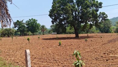 नारायणपुर का मॉडल बना मिसाल, किसानों के खेतों में फलदार क्रांति