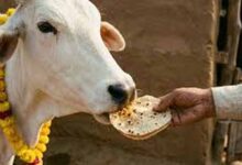 पहली रोटी गाय और आखिरी रोटी कुत्ते को खिलाने के पीछे क्या है धार्मिक और वास्तु महत्व?