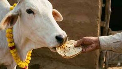 पहली रोटी गाय और आखिरी रोटी कुत्ते को खिलाने के पीछे क्या है धार्मिक और वास्तु महत्व? पहली रोटी गाय और आखिरी रोटी कुत्ते को खिलाने के पीछे क्या है धार्मिक और वास्तु महत्व?