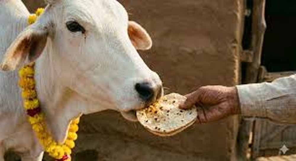 पहली रोटी गाय और आखिरी रोटी कुत्ते को खिलाने के पीछे क्या है धार्मिक और वास्तु महत्व? पहली रोटी गाय और आखिरी रोटी कुत्ते को खिलाने के पीछे क्या है धार्मिक और वास्तु महत्व?