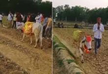 श्रावस्ती में 7 दिन खेत में चक्कर लगाती गाय, बीमारी निकली वजह