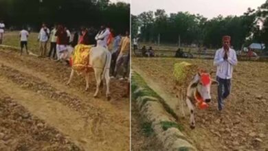 श्रावस्ती में 7 दिन खेत में चक्कर लगाती गाय, बीमारी निकली वजह
