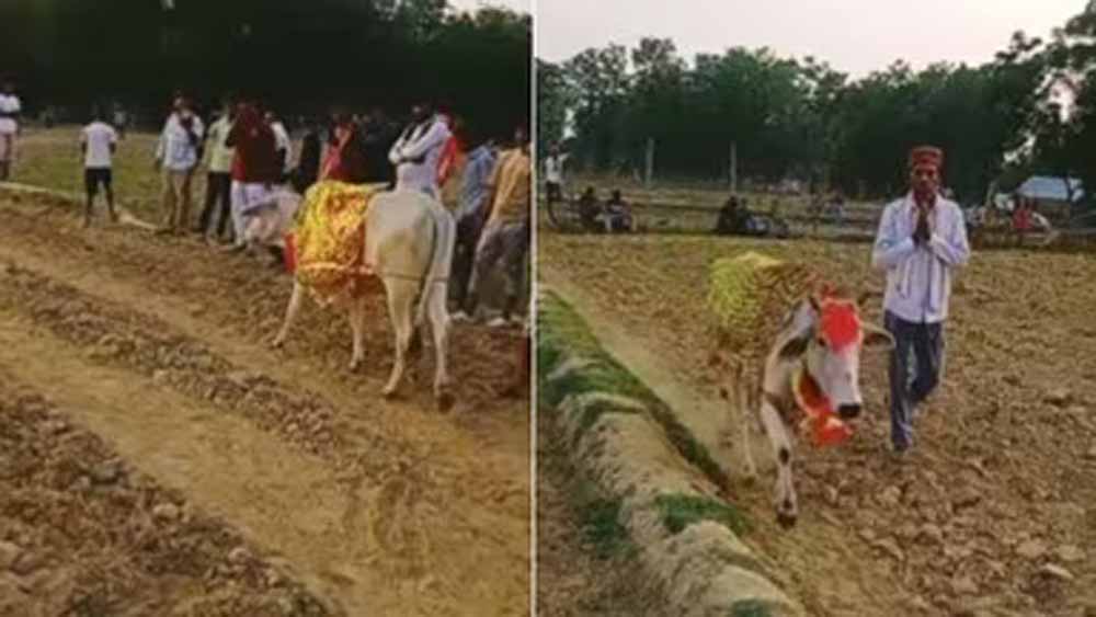 श्रावस्ती में 7 दिन खेत में चक्कर लगाती गाय, बीमारी निकली वजह श्रावस्ती में 7 दिन खेत में चक्कर लगाती गाय, बीमारी निकली वजह