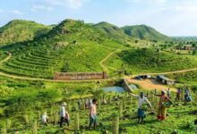 सोनभद्र की छह पहाड़ियों पर ट्रेंच तकनीक से बड़े पैमाने पर पौधारोपण की तैयारी