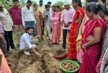 ​धमतरी का ‘नगरी’ बनेगा हल्दी उत्पादन का नया हब: 250 किसानों ने थामा वैज्ञानिक खेती का हाथ, 250 टन पैदावार का लक्ष्य