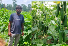 उद्यानिकी विभाग की योजना से बदली किसान की किस्मत, खीरे की वैज्ञानिक खेती बनी वरदान
